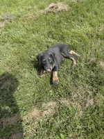 Shera, a female Doberman Pinscher for sale in Greensboro, NC – Photo 5 of 9
