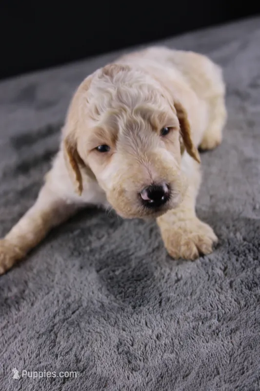 Waylon J – Poodle - Standard  puppy for sale in Greensboro, NC