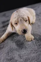 Waylon J, a male Poodle - Standard  for sale in Greensboro, NC – 1 of 10