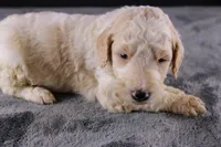 Waylon J, a male Poodle - Standard  for sale in Greensboro, NC – 4 of 10