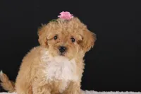 Piper, a female Shihpoo for sale in Greensboro, NC – 3 of 9