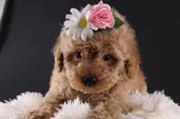 Blossom, a female Shihpoo for sale in Greensboro, NC – 8 of 8