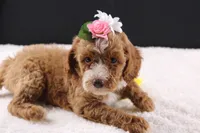 Honey, a female Miniature Goldendoodle for sale in Greensboro, NC – 6 of 10