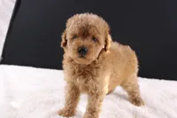 Milo, a male Shihpoo for sale in Greensboro, NC – 4 of 10