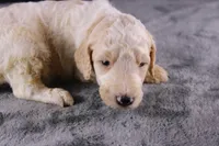 Waylon J, a male Poodle - Standard  for sale in Greensboro, NC – 10 of 10