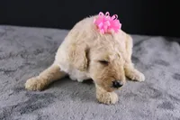 Dolly P, a female Poodle - Standard  for sale in Greensboro, NC – 5 of 10
