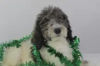 Budderball, a male Poodle for sale in Greensboro, NC – Photo 5 of 5