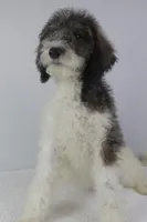 Budderball, a male Poodle for sale in Greensboro, NC – Photo 4 of 5