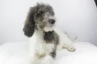 Budderball, a male Poodle for sale in Greensboro, NC – Photo 1 of 5