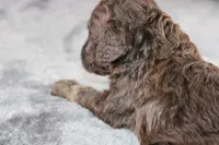 Patsy C, a female Poodle - Standard  for sale in Greensboro, NC – 2 of 8