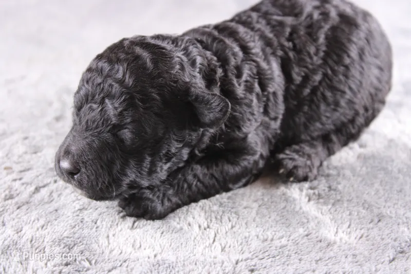 Deacon – Miniature Goldendoodle puppy for sale in Greensboro, NC