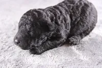 Deacon, a male Miniature Goldendoodle for sale in Greensboro, NC – 1 of 7