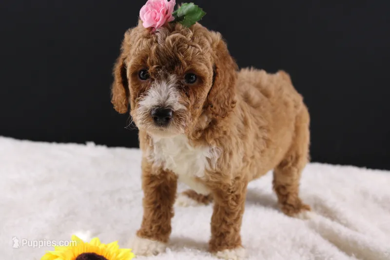 Daisy – Miniature Goldendoodle puppy for sale in Greensboro, NC
