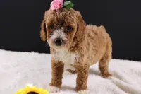 Daisy, a female Miniature Goldendoodle for sale in Greensboro, NC – 1 of 8