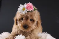 Blossom, a female Shihpoo for sale in Greensboro, NC – 5 of 8