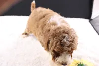 Teddy, a male Miniature Goldendoodle for sale in Greensboro, NC – 6 of 10