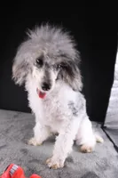 Jasper, a male Poodle - Toy  for sale in Greensboro, NC – 5 of 9