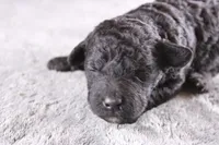 Deacon, a male Miniature Goldendoodle for sale in Greensboro, NC – 2 of 7