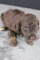 Patsy C, a female Poodle - Standard  for sale in Greensboro, NC – 8 of 8
