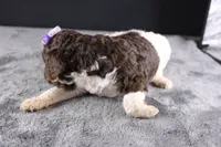 Loretta L, a female Poodle - Standard  for sale in Greensboro, NC – 3 of 8