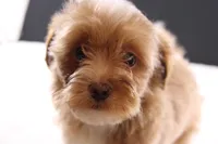 Theo, a male Shihpoo for sale in Greensboro, NC – 3 of 10