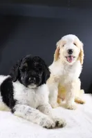 Waylon J, a male Poodle - Standard  for sale in Greensboro, NC – 6 of 8