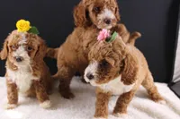 Brewster, a male Miniature Goldendoodle for sale in Greensboro, NC – 7 of 7