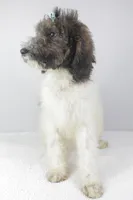 Cookie, a female Poodle for sale in Greensboro, NC – Photo 3 of 5