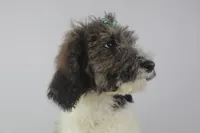 Cookie, a female Poodle for sale in Greensboro, NC – Photo 1 of 5