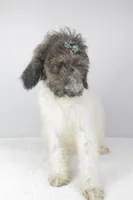 Cookie, a female Poodle for sale in Greensboro, NC – Photo 5 of 5