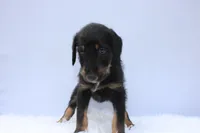 Sahara, a female Doberman Pinscher and Poodle - Standard  for sale in Greensboro, NC – Photo 4 of 4