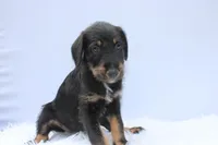 Sahara, a female Doberman Pinscher and Poodle - Standard  for sale in Greensboro, NC – Photo 1 of 4
