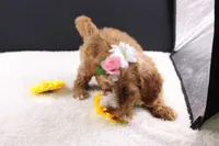 Honey, a female Miniature Goldendoodle for sale in Greensboro, NC – 7 of 10