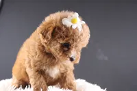 Poppy, a female Shihpoo for sale in Greensboro, NC – 6 of 8