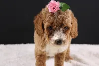 Daisy, a female Miniature Goldendoodle for sale in Greensboro, NC – 4 of 8
