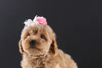 Blossom, a female Shihpoo for sale in Greensboro, NC – 4 of 8