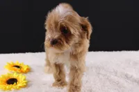 Theo, a male Shihpoo for sale in Greensboro, NC – 7 of 10