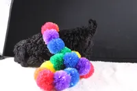 Creed, a female Miniature Goldendoodle for sale in Greensboro, NC – 6 of 7