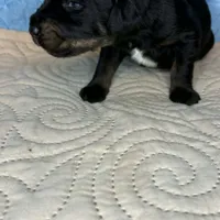 Heidi, a female Doberman Pinscher and Poodle - Standard  for sale in Greensboro, NC – Photo 8 of 9