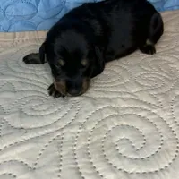 Heidi, a female Doberman Pinscher and Poodle - Standard  for sale in Greensboro, NC – Photo 9 of 9