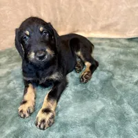 Heidi, a female Doberman Pinscher and Poodle - Standard  for sale in Greensboro, NC – Photo 3 of 9