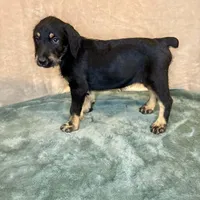 Heidi, a female Doberman Pinscher and Poodle - Standard  for sale in Greensboro, NC – Photo 2 of 9
