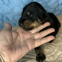 Heidi, a female Doberman Pinscher and Poodle - Standard  for sale in Greensboro, NC – Photo 7 of 9