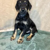 Heidi, a female Doberman Pinscher and Poodle - Standard  for sale in Greensboro, NC – Photo 5 of 9