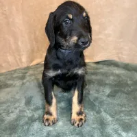 Heidi, a female Doberman Pinscher and Poodle - Standard  for sale in Greensboro, NC – Photo 1 of 9
