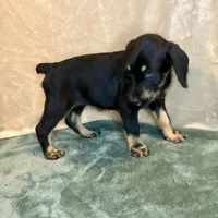Heidi, a female Doberman Pinscher and Poodle - Standard  for sale in Greensboro, NC – Photo 4 of 9