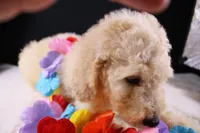 Dolly P, a female Poodle - Standard  for sale in Greensboro, NC – 5 of 9