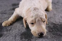 Waylon J, a male Poodle - Standard  for sale in Greensboro, NC – 7 of 10