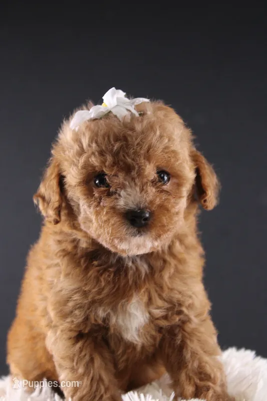 Poppy – Shihpoo puppy for sale in Greensboro, NC