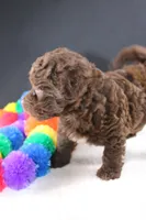 Christian, a female Miniature Goldendoodle for sale in Greensboro, NC – 5 of 5